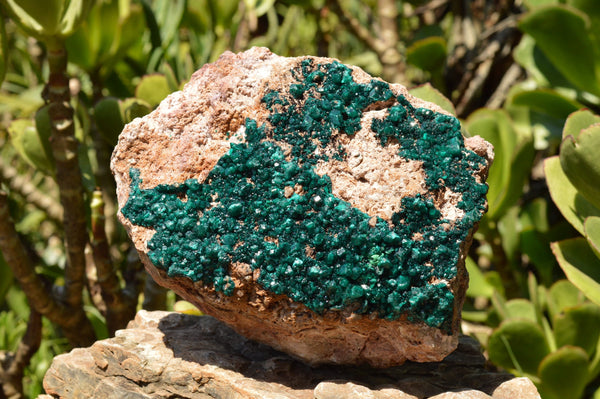 Natural Huge Museum Dioptase Specimen  x 1 From Congo - TopRock