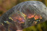 Polished Rare Purple Flash Labradorite Standing Free Forms x 2 From Tulear, Madagascar - Toprock Gemstones and Minerals 