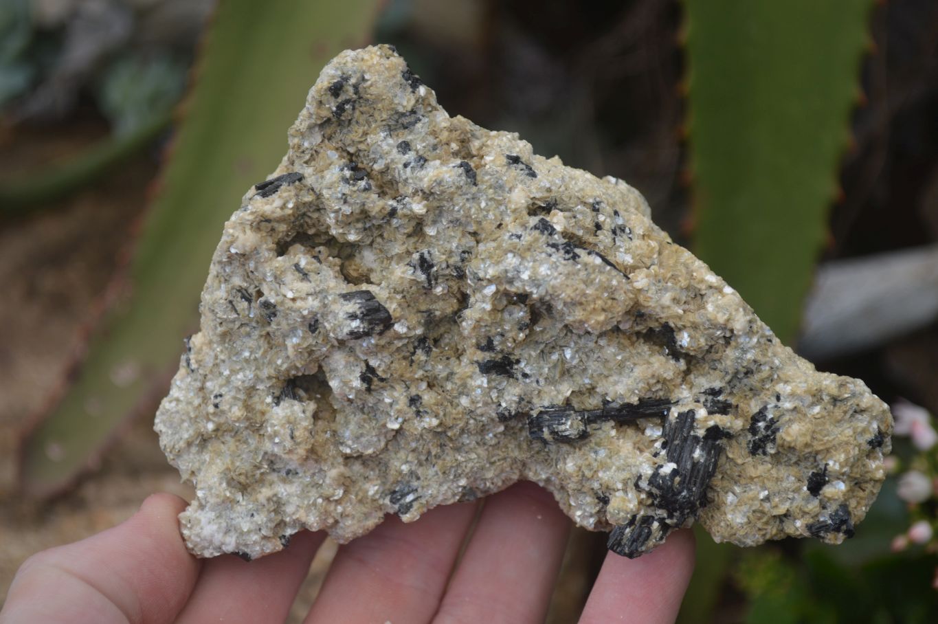 Natural Schorl Black Tourmaline Specimens x 6 From Erongo, Namibia - Toprock Gemstones and Minerals 