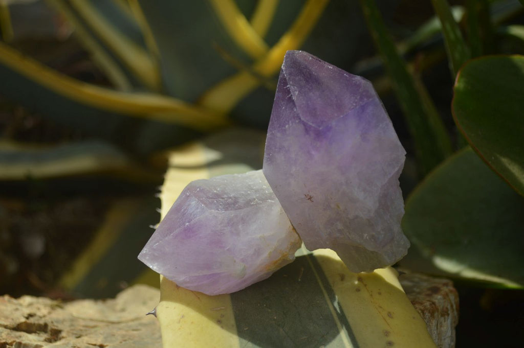 Natural Single Jacaranda Amethyst Crystals x 12 From Mumbwe, Zambia - Toprock Gemstones and Minerals 