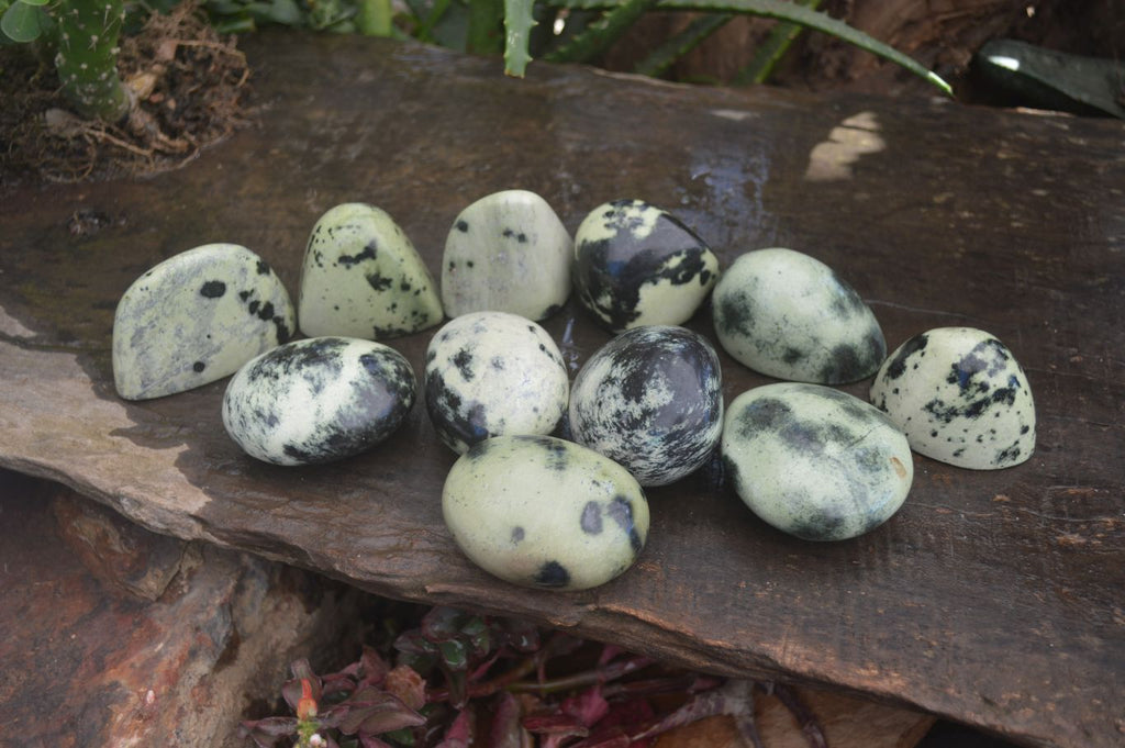 Polished Spotted Leopard Stone Free Forms  x 12 From Zimbabwe - Toprock Gemstones and Minerals 