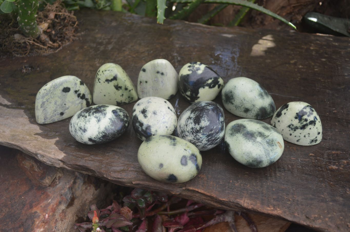 Polished Spotted Leopard Stone Free Forms  x 12 From Zimbabwe - Toprock Gemstones and Minerals 