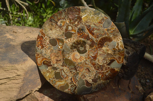 Polished Conglomerate Ammonite Fossil Plaque  x 1 From Madagascar - Toprock Gemstones and Minerals 
