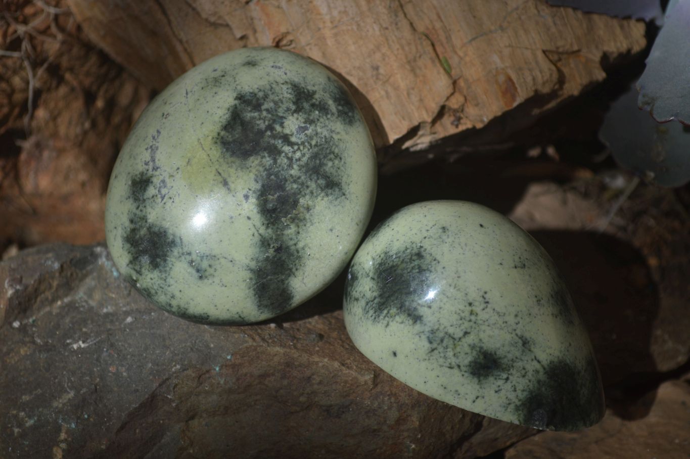 Polished Spotted Leopard Stone Free Forms  x 12 From Zimbabwe - Toprock Gemstones and Minerals 