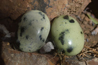 Polished Spotted Leopard Stone Free Forms  x 12 From Zimbabwe - Toprock Gemstones and Minerals 