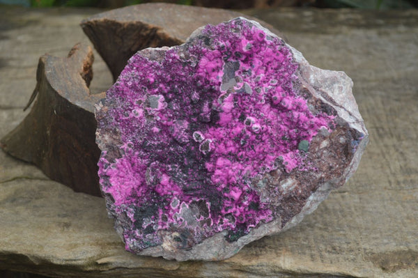 Natural Extra Large Hot Pink Salrose Cobaltion Dolomite Specimen With Black Heterogenite x 1 From Kakanda, Congo