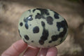 Polished Spotted Leopard Stone Gallets  x 6 From Zimbabwe - Toprock Gemstones and Minerals 