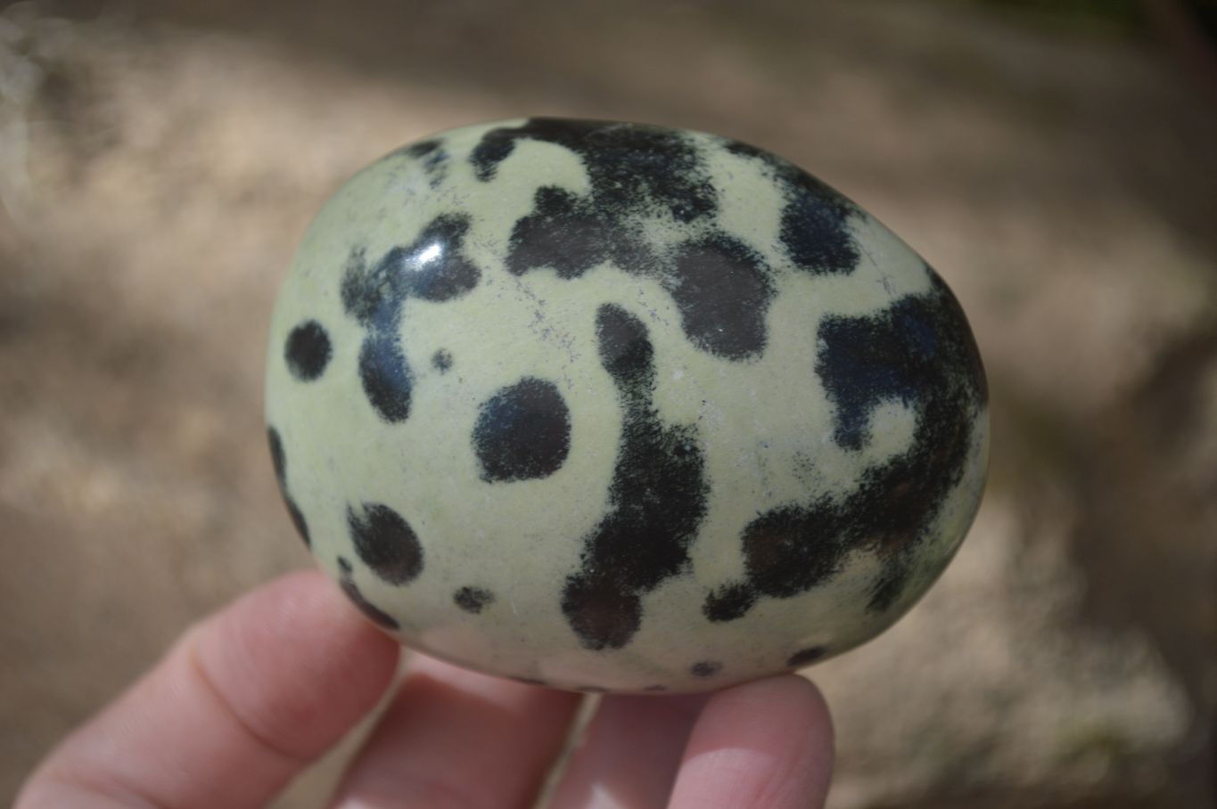 Polished Spotted Leopard Stone Gallets  x 6 From Zimbabwe - Toprock Gemstones and Minerals 