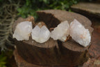 Natural Cactus Flower Spirit Quartz Crystals  x 35 From Boekenhouthoek, South Africa - Toprock Gemstones and Minerals 