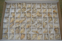 Natural Drusy Quartz Coated Pseudomorph Crystals  x 70 From Alberts Mountain, Lesotho - Toprock Gemstones and Minerals 