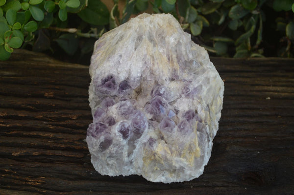 Natural Sugar Amethyst Quartz Cluster  x 1 From Zambia - Toprock Gemstones and Minerals 