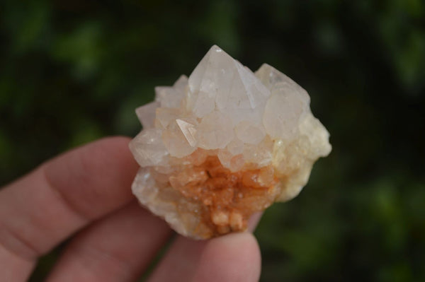 Natural Cactus Flower Spirit Quartz Crystals  x 35 From Boekenhouthoek, South Africa