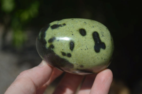 Polished Spotted Leopard Stone Gallets  x 12 From Zimbabwe