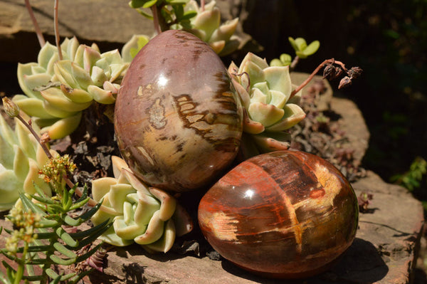 Polished Petrified Red Podocarpus Wood Eggs x 4 From Mahajanga, Madagascar - TopRock