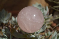 Polished Star Rose Quartz Spheres x 6 From Ambatondrazaka, Madagascar - TopRock