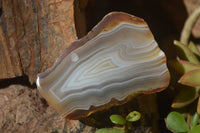Polished River Agate Nodules  x 6 From Zimbabwe - Toprock Gemstones and Minerals 