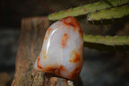 Polished Carnelian Agate Standing Free Forms  x 6 From Madagascar - Toprock Gemstones and Minerals 