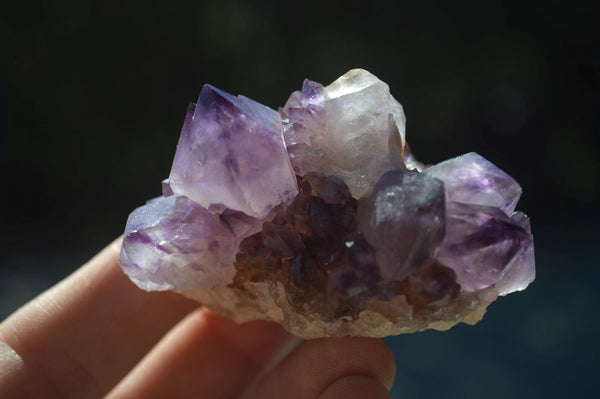 Natural Rare Dark Purple Spirit Amethyst Clusters  x 24 From Boekenhouthoek, South Africa - Toprock Gemstones and Minerals 