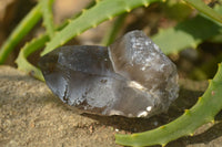 Natural Smokey Quartz Crystals x 6 From Zomba, Malawi - Toprock Gemstones and Minerals 