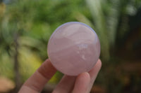 Polished Star Rose Quartz Spheres x 6 From Ambatondrazaka, Madagascar - TopRock