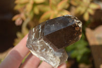 Natural Smokey Quartz Crystals x 6 From Zomba, Malawi - Toprock Gemstones and Minerals 
