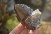 Natural Smokey Quartz Crystals x 6 From Zomba, Malawi - Toprock Gemstones and Minerals 