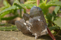 Natural Smokey Quartz Crystals x 6 From Zomba, Malawi - Toprock Gemstones and Minerals 