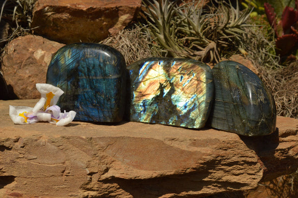 Polished Labradorite Standing Free Forms With Intense Blue & Gold Flash x 3 From Sakoany, Madagascar - TopRock
