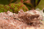 Natural Red Hematoid Quartz Specimens  x 2 From Zambia - TopRock