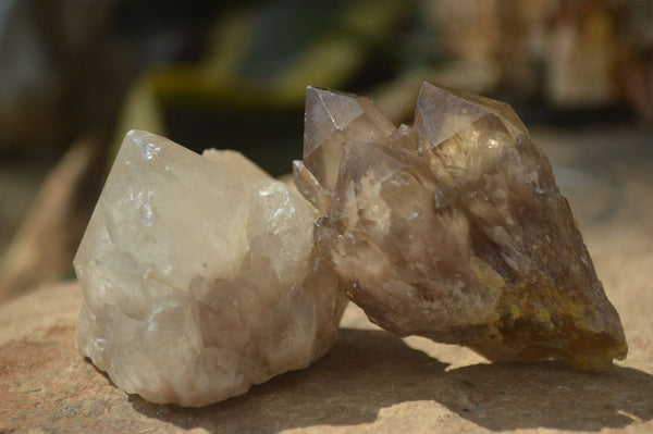 Natural White Phantom Smokey Quartz Crystal Specimens  x 12 From Luena, Congo