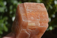 Natural New Sunset Orange Calcite Specimens  x 5 From Spitzkop, Namibia - Toprock Gemstones and Minerals 