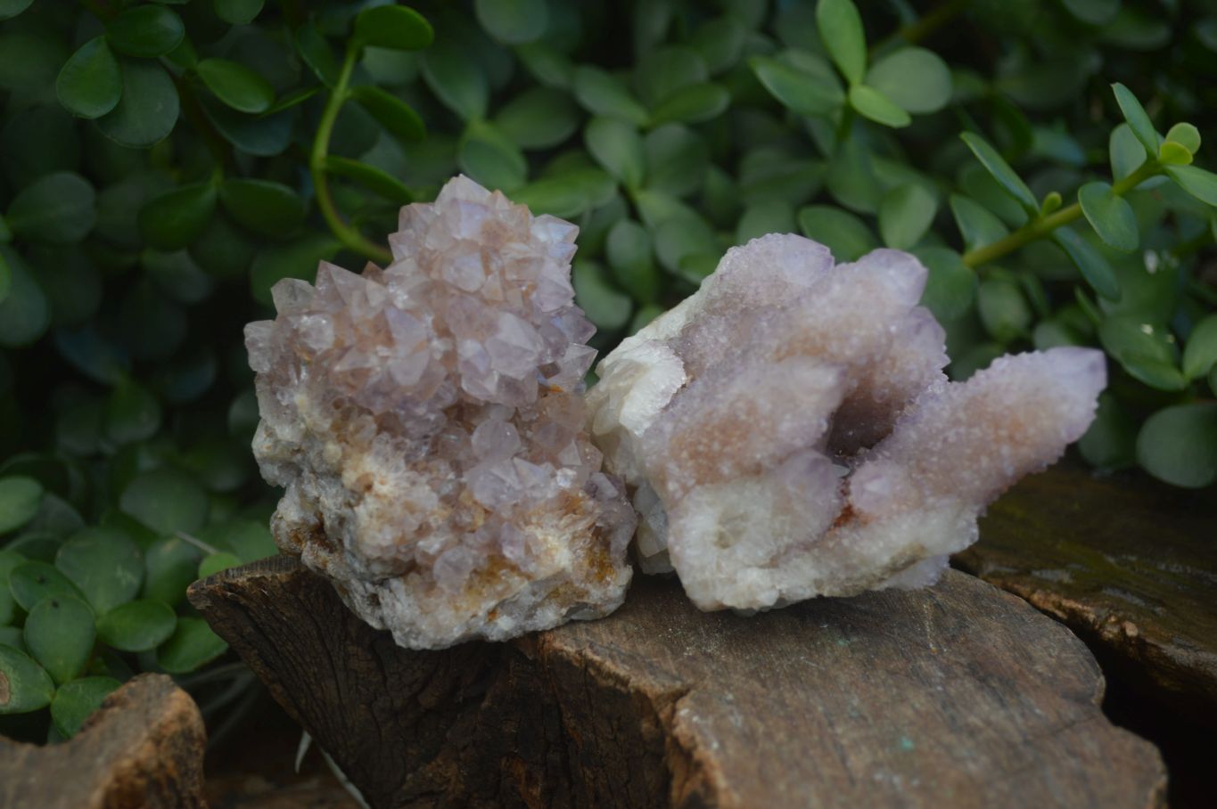 Natural Mixed Spirit Amethyst Quartz Clusters  x 6 From Boekenhouthoek, South Africa - Toprock Gemstones and Minerals 