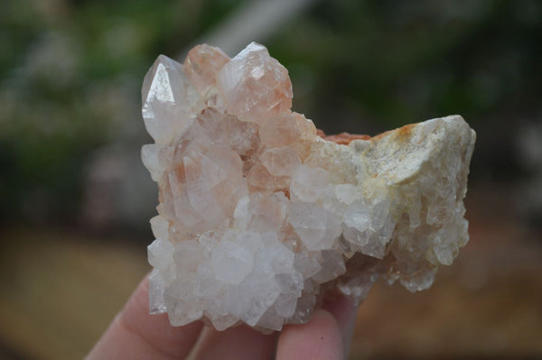 Natural Spirit Cactus Flower Quartz Clusters x 6 From Boekenhouthoek, South Africa - Toprock Gemstones and Minerals 