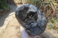 Polished Septerye Sauvage Dragon Egg x 1 From Mahajanga, Madagascar - Toprock Gemstones and Minerals 