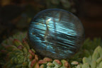 Polished  Flashy Labradorite Palm Stones  x 12 From Madagascar - Toprock Gemstones and Minerals 
