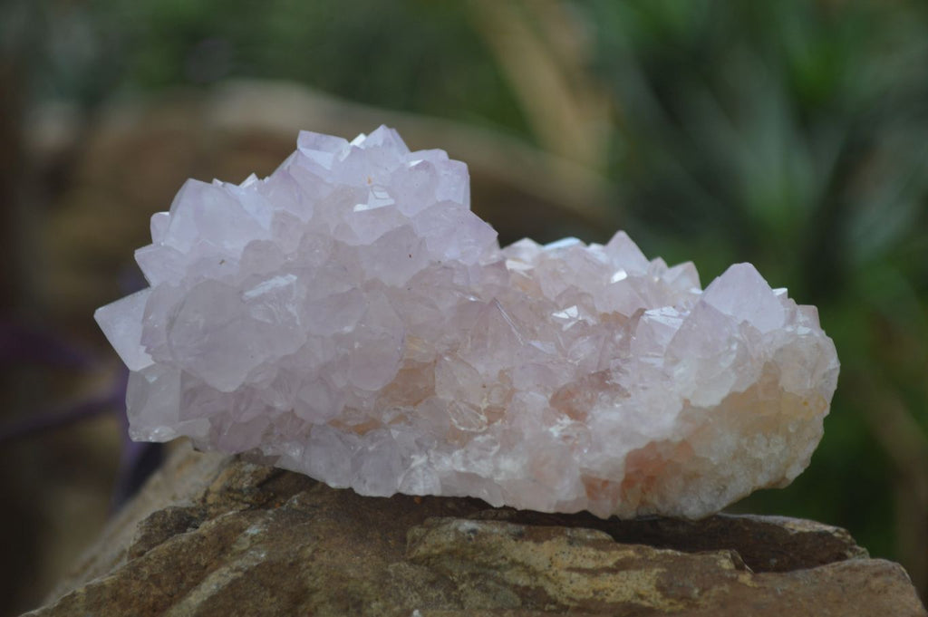 Natural Spirit Cactus Flower Quartz Clusters x 6 From Boekenhouthoek, South Africa - Toprock Gemstones and Minerals 