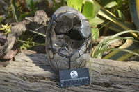 Polished Septerye Sauvage Dragon Egg x 1 From Mahajanga, Madagascar - Toprock Gemstones and Minerals 