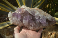 Natural Jacaranda Amethyst Clusters x 2 From Zambia - Toprock Gemstones and Minerals 