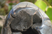 Polished Septerye Sauvage Dragon Egg x 1 From Mahajanga, Madagascar - Toprock Gemstones and Minerals 