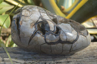 Polished Septerye Sauvage Dragon Egg x 1 From Mahajanga, Madagascar - Toprock Gemstones and Minerals 
