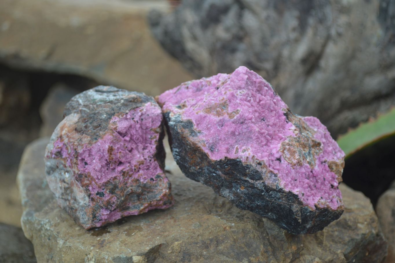 Natural Large Pink Salrose Cobaltion Dolomite Specimens  x 4 From Kakanda, Congo - Toprock Gemstones and Minerals 