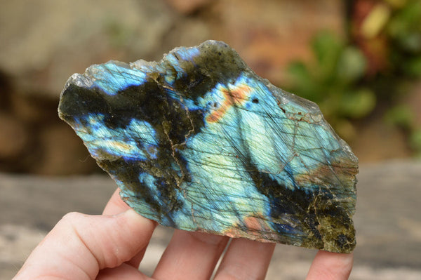 Polished One Side Polished Labradorite Slices  x 8 From Tulear, Madagascar - TopRock