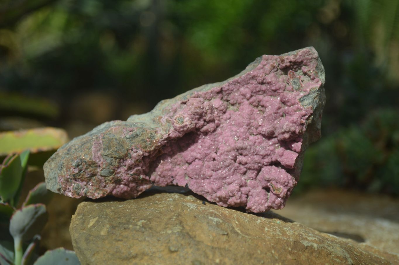 Natural Pink Salrose Cobaltion Dolomite Specimens  x 4 From Kakanda, Congo - Toprock Gemstones and Minerals 