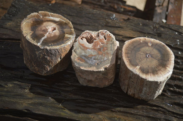 Polished Petrified Wood Branch Pieces x 3 From Gokwe, Zimbabwe - Toprock Gemstones and Minerals 