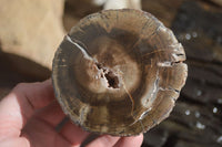 Polished Petrified Wood Branch Pieces x 3 From Gokwe, Zimbabwe - Toprock Gemstones and Minerals 