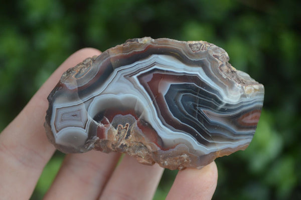 Polished Stunning Banded River Agate Nodules  x 12 From Sashe River, Zimbabwe - Toprock Gemstones and Minerals 