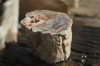 Polished Petrified Wood Branch Pieces x 3 From Gokwe, Zimbabwe - Toprock Gemstones and Minerals 