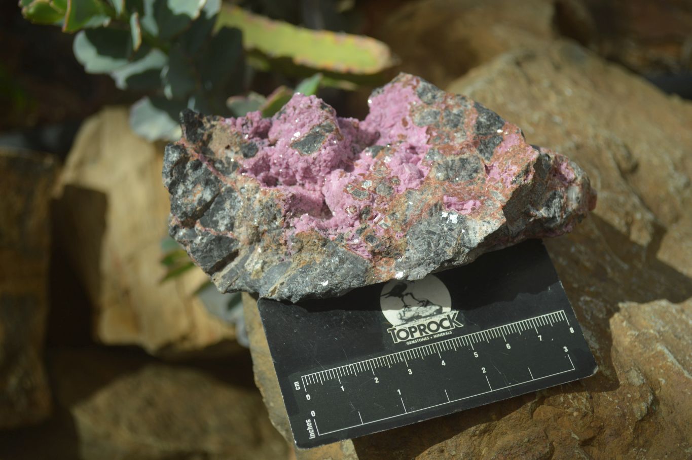 Natural Pink Salrose Cobaltion Dolomite Specimens  x 4 From Kakanda, Congo - Toprock Gemstones and Minerals 