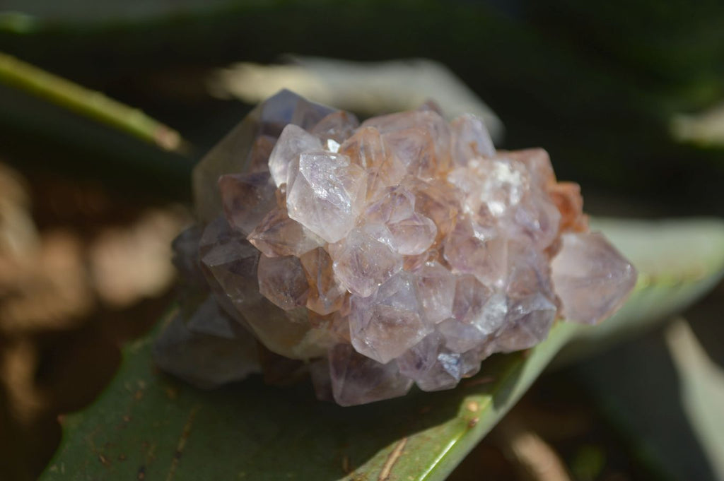 Natural Lovely Mixed Selection Of Spirit Quartz Clusters  x 6 From Boekenhouthoek, South Africa - Toprock Gemstones and Minerals 