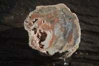 Polished Petrified Wood Branch Pieces x 3 From Gokwe, Zimbabwe - Toprock Gemstones and Minerals 